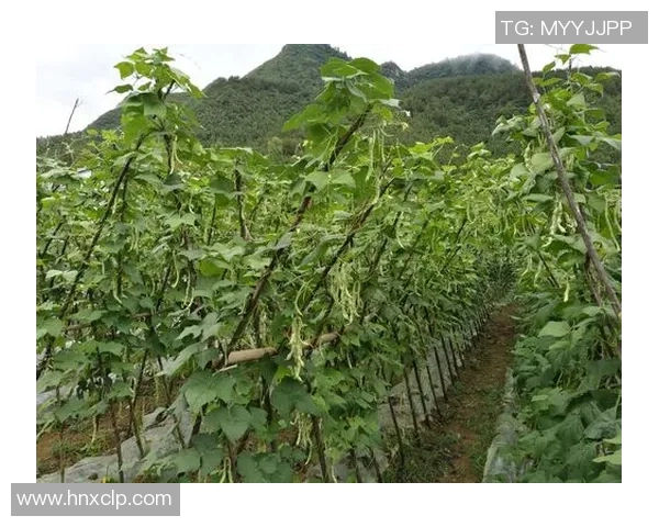 孙姓篮球明星的辉煌历程与成就分析以及对中国篮球的影响